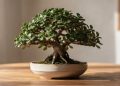 A planta perfeita para quem quer um bonsai em casa sem precisar dominar técnicas difíceis