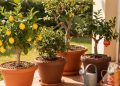 Cinco árvores frutíferas perfeitas para iniciantes que transformam qualquer quintal