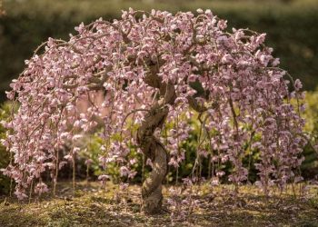 A árvore perfumada ideal para criar uma cortina de flores no jardim