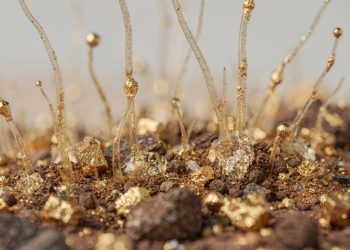 Esse fungo descoberto na Austrália é capaz de produzir ouro de verdade