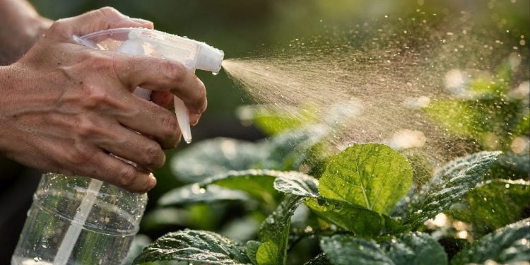 É só misturar vinagre com detergente e você nunca mais vai gastar com venenos caros