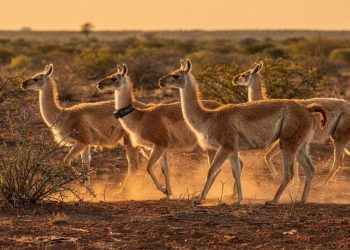 Animal extinto há 110 anos volta para sua região de origem após projeto inovador
