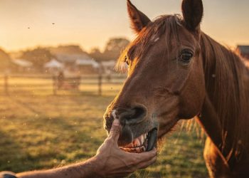 Qual o significado da expressão “cavalo dado não se olha os dentes”?