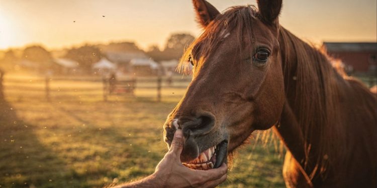 Qual o significado da expressão “cavalo dado não se olha os dentes”?