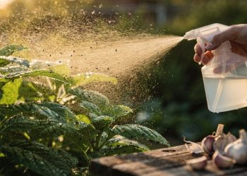 O spray para plantas que afasta insetos leves sem recorrer a produtos químicos fortes