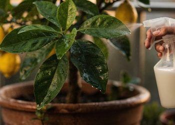 O truque caseiro com leite diluído que deixa as folhas do seu pé de limão mais bonitas