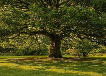 Essas 4 árvores que crescem rápido e entregam sombra sem demora