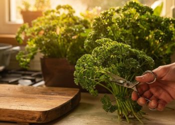Chega de gastar dinheiro com salsa: aprenda como plantar a crespa em vasos pequenos em casa