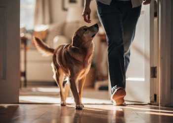 O motivo real (e científico) de os cães não largarem os donos