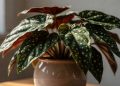 A planta com folhas de bolinhas: aprenda o passo a passo para cultivar begônia maculata em casa