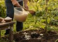 Esta mistura caseira simples faz o seu tomateiro carregar de flores e frutos o ano todo