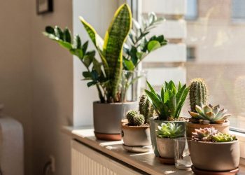 Plantas perfeitas para quem esquece da rega e quer um cantinho verde fácil de manter