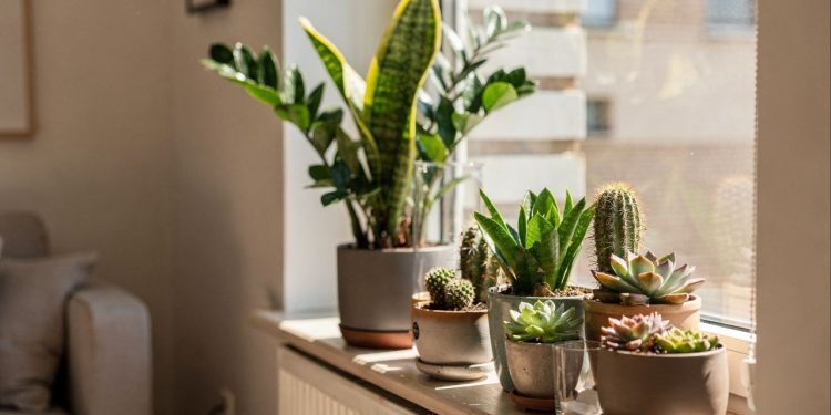 Plantas perfeitas para quem esquece da rega e quer um cantinho verde fácil de manter