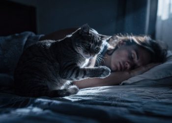 Chega de madrugadas em claro: como ensinar seu gato a dormir a noite inteira