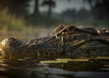 Expressão lágrimas de crocodilo nasce na Idade Média e vira sinônimo de fingimento