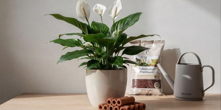 Lírio-da-paz sempre florido? Siga essa receita de cuidados e tenha flores o ano inteiro