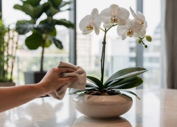 O segredo das mansões: estas 3 plantas elegantes elevam o nível da decoração da sua casa