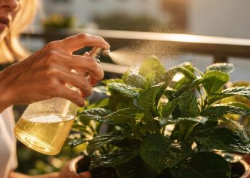 Ferver cascas de cebola: por que é recomendado e para que serve para o jardim?