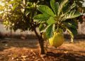 A árvore de quintal que cresce fácil e dá frutas com mais vitamina C que a laranja
