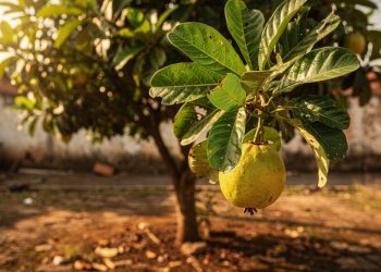 A árvore de quintal que cresce fácil e dá frutas com mais vitamina C que a laranja