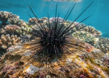 Extinção silenciosa desse animal estranho pode transformar o mar em deserto de algas
