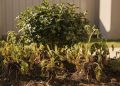 Poucos sabem: os 3 erros no jardim que matam as plantas e dão prejuízo no seu bolso