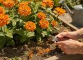 Esta flor vibrante cresce rápido no verão e é ideal para jardineiros iniciantes