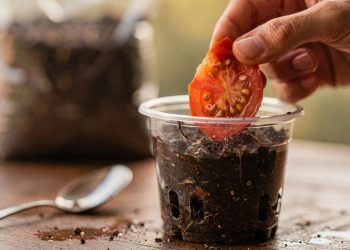 Pare de comprar sementes e faça isso com a sobra do tomate na sua cozinha para ter tomates o ano todo