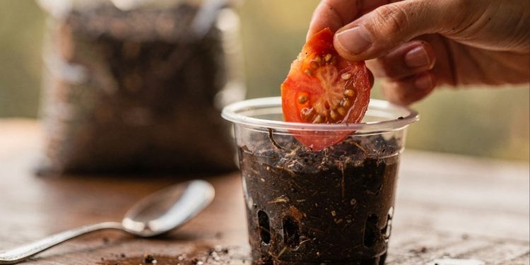 Pare de comprar sementes e faça isso com a sobra do tomate na sua cozinha para ter tomates o ano todo