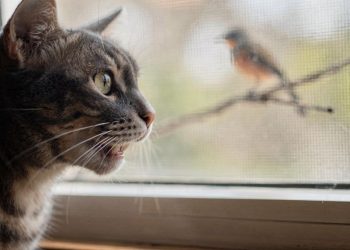 Especialistas explicam por que pets fazem aquele tremidinho com a boca ao observar pássaros