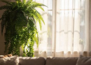 A planta que funciona como um “ar-condicionado natural” e refresca ambientes abafados
