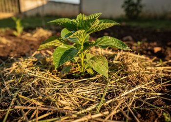 Não jogue fora: você sabia que grama cortada nas plantas atua como adubo e barreira natural?