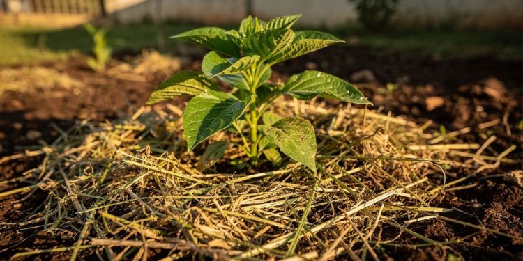 Não jogue fora: você sabia que grama cortada nas plantas atua como adubo e barreira natural?