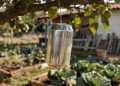 Poucos sabem: o truque de pendurar latinhas no jardim que protege suas plantas de graça