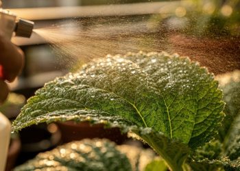 Se as plantas do seu jardim não crescem, essa solução simples e caseira de adubação foliar vai resolver