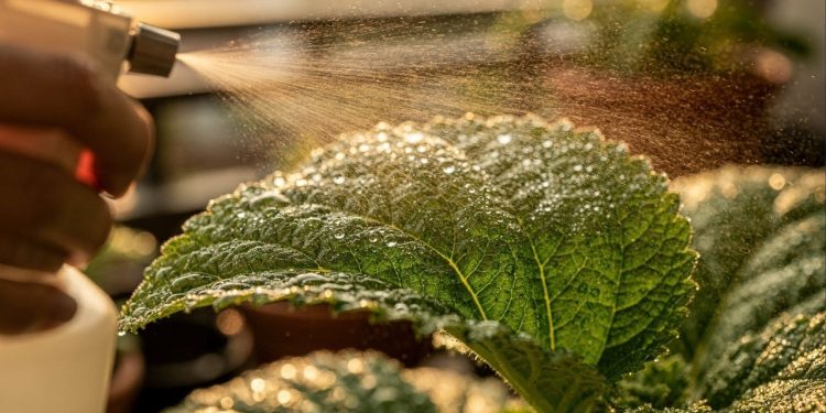 Se as plantas do seu jardim não crescem, essa solução simples e caseira de adubação foliar vai resolver