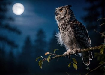 O que significa quando ouvimos uma coruja à noite?
