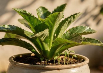 Uma folha no chão vira muda: o saião é a planta que se multiplica sozinha e enche sua casa de vida
