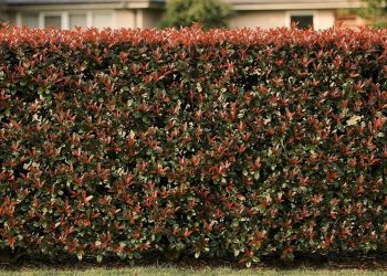 A planta resistente que transforma muros sem graça em uma cerca viva vibrante