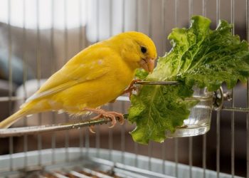 Canários podem comer alface? Entenda os riscos e veja as verduras mais seguras