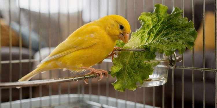 Canários podem comer alface? Entenda os riscos e veja as verduras mais seguras