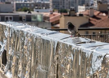 O truque simples com papel alumínio que afasta pombas e mantém a varanda limpa