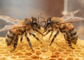 A descoberta impressionante que liga o cérebro humano ao comportamento das abelhas