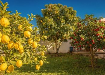 As 3 melhores árvores frutíferas para plantar no quintal que garantem sombra e colheita farta
