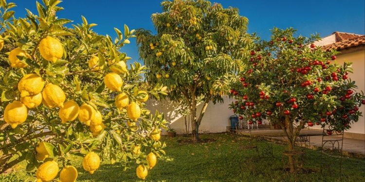 As 3 melhores árvores frutíferas para plantar no quintal que garantem sombra e colheita farta