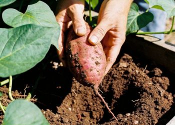 Nunca mais compre no mercado: o truque infalível para colher batata-doce gigante em casa