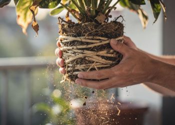 Os sinais de que sua planta precisa de vaso maior e como fazer a troca