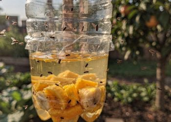 Essa armadilha caseira para moscas com vinagre é o segredo para proteger sua horta