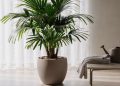 A planta que sobrevive ao esquecimento: aprenda o passo a passo para cultivar palmeira-ráfis na sala