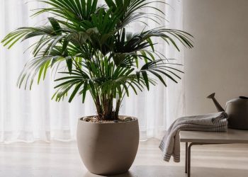 A planta que sobrevive ao esquecimento: aprenda o passo a passo para cultivar palmeira-ráfis na sala